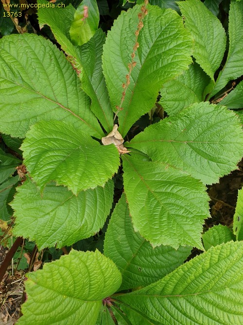 Rodgersia henrici - 