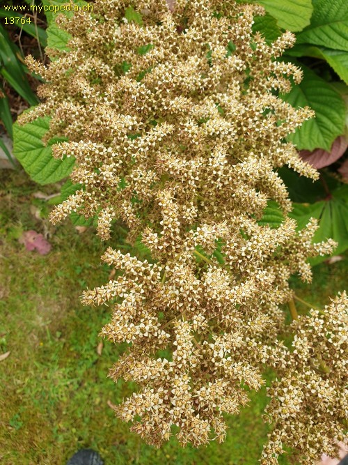 Rodgersia henrici - 