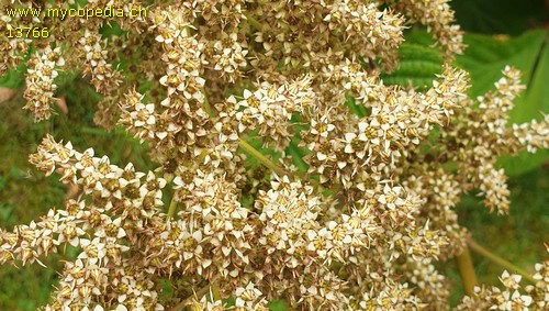 Rodgersia henrici - 