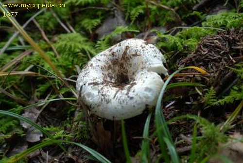 Russula delica - 