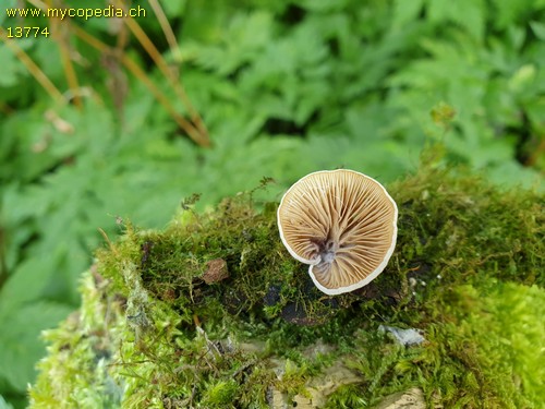 Crepidotus caspari - 