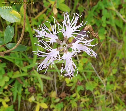 Dianthus superbus - 