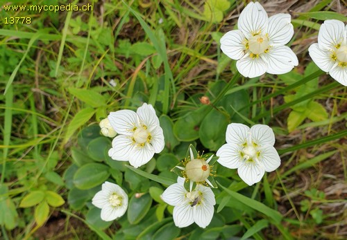 Paranassia palustris - 