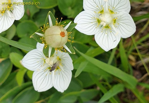 Paranassia palustris - 