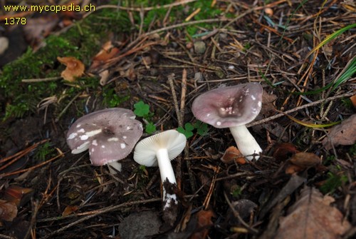 Russula fragilis - 