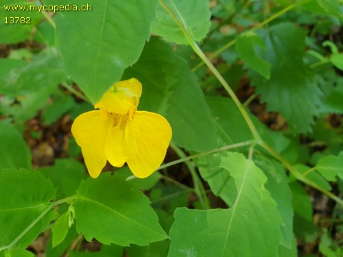 Impatiens noli-tangere - 