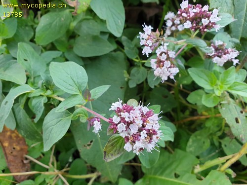 Origanum vulgare - 