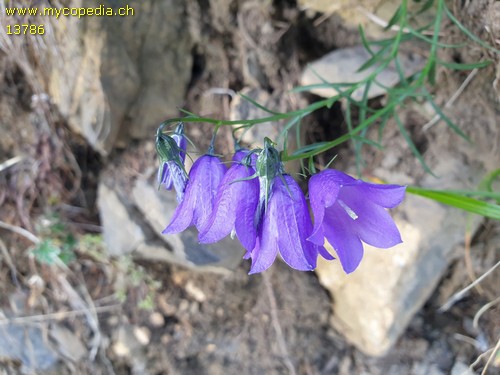 Campanula - 