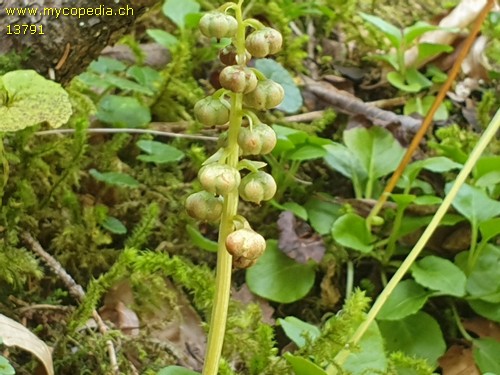 Pyrola rotundifolia - 