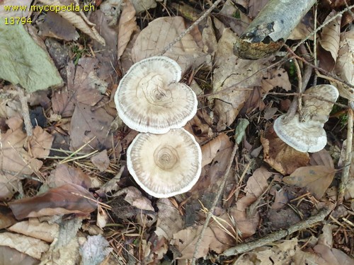 Clitocella popinalis - 