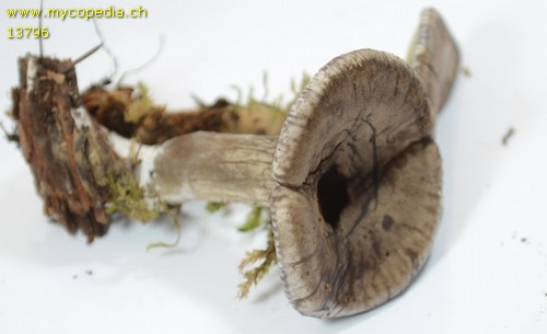 Clitocella popinalis - 