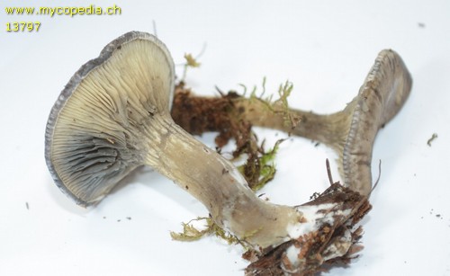 Clitocella popinalis - 