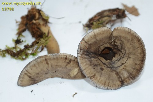 Clitocella popinalis - 