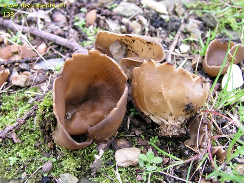 Helvella acetabulum - 