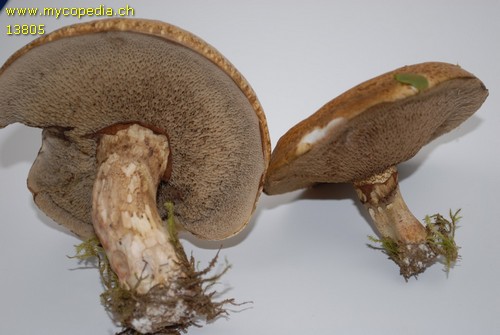 Suillus viscidus var. brunneus - 