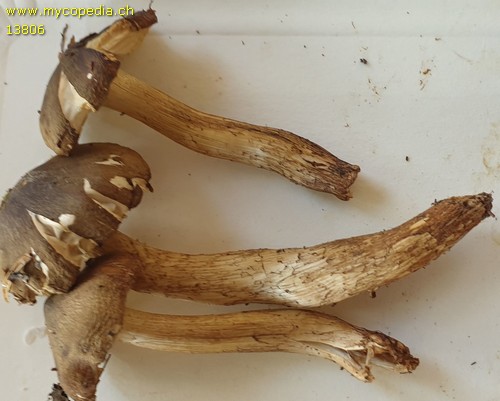 Tricholoma fucatum - 