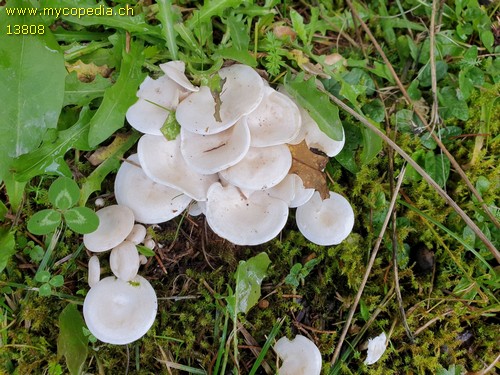 Clitocybe quisquiliarum - 