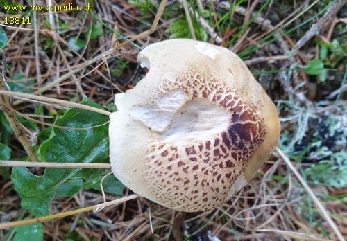 Tricholoma saponaceum var. boudieri - 