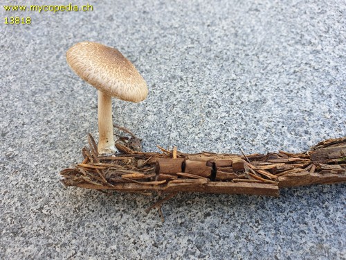 Inocybe flocculosa - 