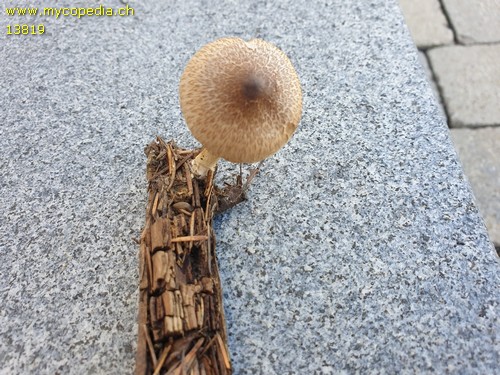 Inocybe flocculosa - 