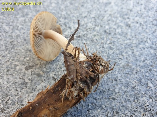 Inocybe flocculosa - 