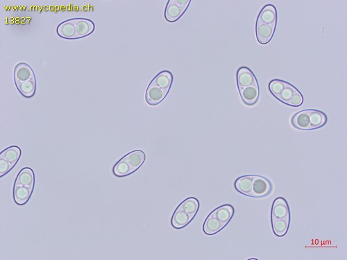 Otidea onotica - 