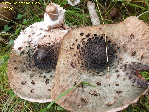 Macrolepiota olivascens - 