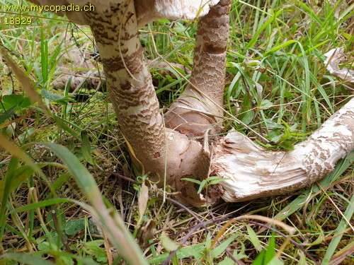 Macrolepiota olivascens - 