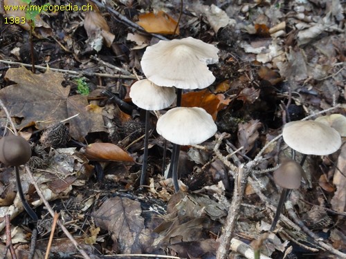 Mycetinis alliaceus - 