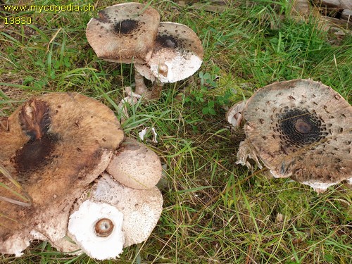 Macrolepiota olivascens - 