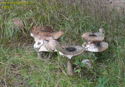 Macrolepiota olivascens - 