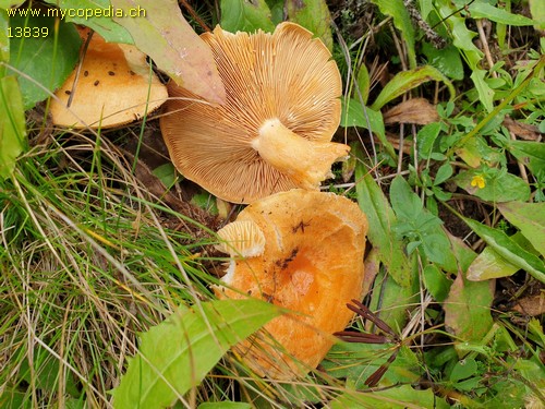 Lactarius porninsis - 