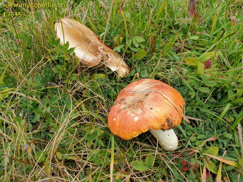 Russula aurea - 