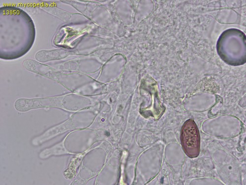 Protostropharia semiglobata - 