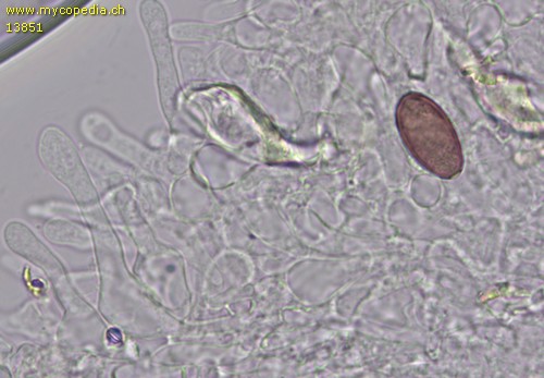 Protostropharia semiglobata - Chrysozystiden - 