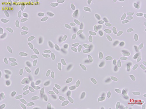 Gymnopus dryophilus - 