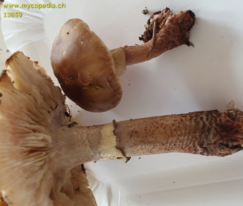 Amanita rubescens f. annulosulphurea - 