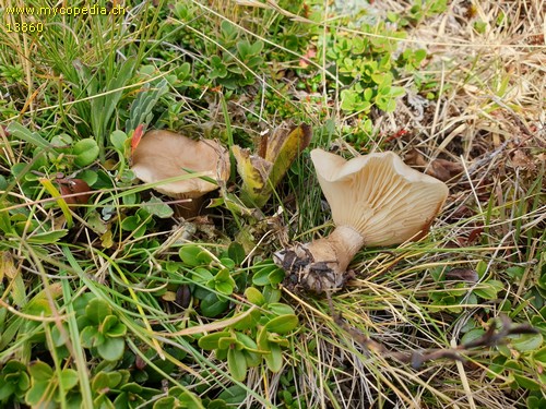 Ampulloclitocybe clavipes - 