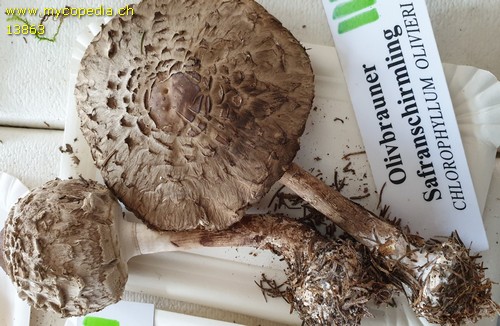 Chlorophyllum olivieri - 