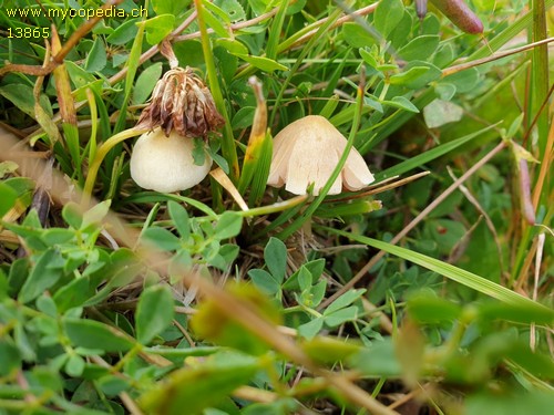 Entoloma sericellum - 