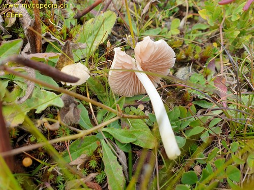 Entoloma sericellum - 