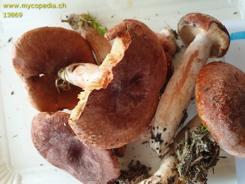 Lactarius rufus - 