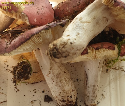 Russula vinosa - 