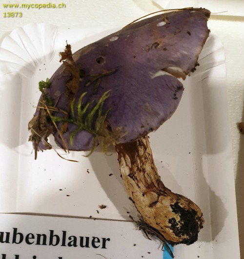 Cortinarius cumatilis - 
