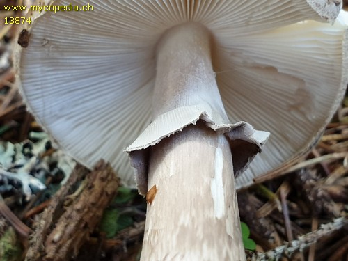 Amanita porphyria - 