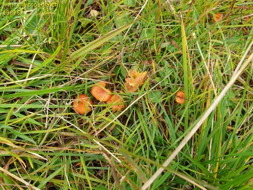 Hygrocybe cantharellus - 