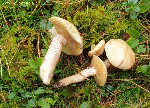 Suillus plorans - 