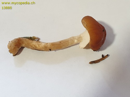 Pholiotina rugosa - 