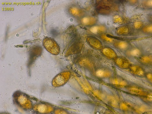 Neottiella rutilans - 