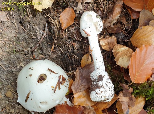 Amanita virosa - 